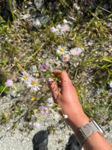 Click to view this image in a large viewer