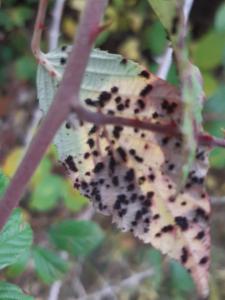 Click to view this image in a large viewer