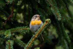 Click to view this image in a large viewer