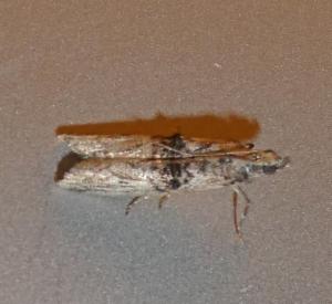 Click to view this image in a large viewer