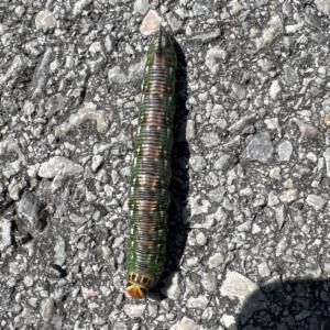 Click to view this image in a large viewer