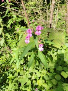 Click to view this image in a large viewer