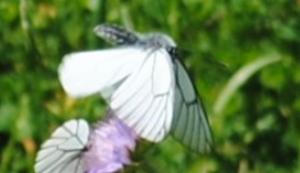 Click to view this image in a large viewer