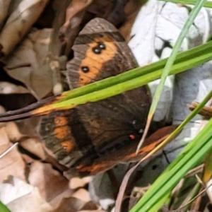 Click to view this image in a large viewer