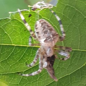 Click to view this image in a large viewer