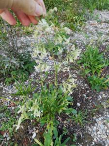 Click to view this image in a large viewer