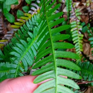 Click to view this image in a large viewer