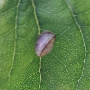 Click to view this image in a large viewer