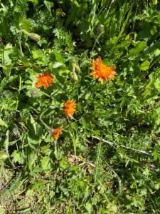 Click to view this image in a large viewer