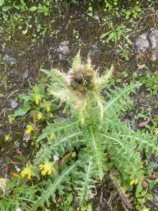 Click to view this image in a large viewer