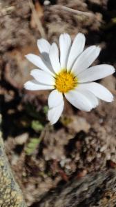 Click to view this image in a large viewer