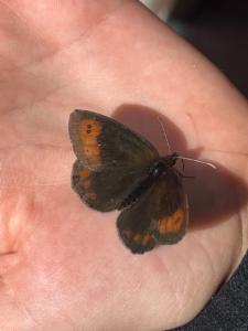 Click to view this image in a large viewer