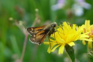 Click to view this image in a large viewer