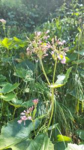 Click to view this image in a large viewer