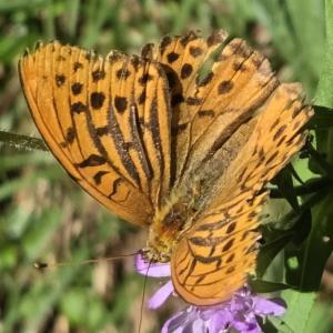 Click to view this image in a large viewer