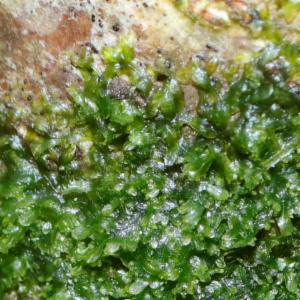 Click to view this image in a large viewer