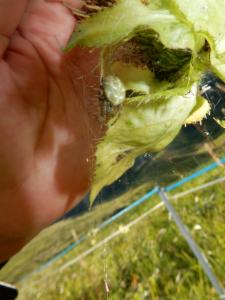 Click to view this image in a large viewer