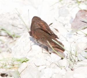 Click to view this image in a large viewer