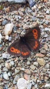 Click to view this image in a large viewer