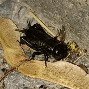 Click to view this image in a large viewer