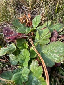 Click to view this image in a large viewer