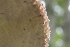 Click to view this image in a large viewer