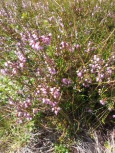 Click to view this image in a large viewer