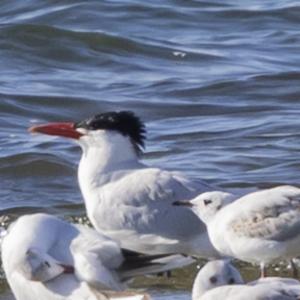 Click to view this image in a large viewer