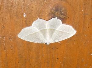 Click to view this image in a large viewer