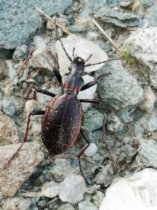 Click to view this image in a large viewer