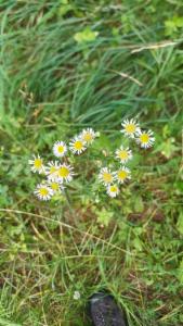 Click to view this image in a large viewer