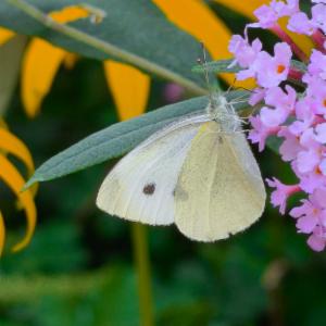 Click to view this image in a large viewer