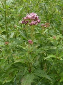 Click to view this image in a large viewer