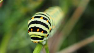 Click to view this image in a large viewer