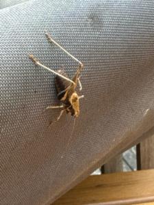 Click to view this image in a large viewer