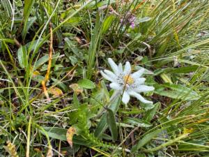 Click to view this image in a large viewer