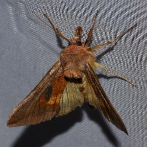 Click to view this image in a large viewer