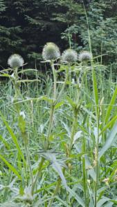 Click to view this image in a large viewer