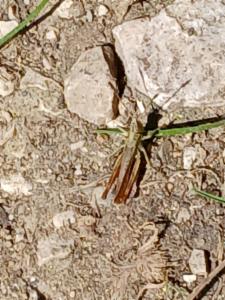 Click to view this image in a large viewer