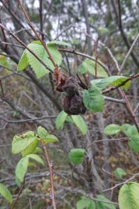 Click to view this image in a large viewer