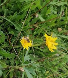 Click to view this image in a large viewer