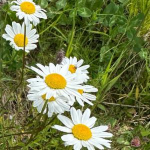 Click to view this image in a large viewer