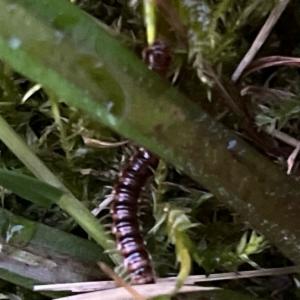 Click to view this image in a large viewer