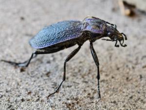 Click to view this image in a large viewer