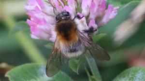 Click to view this image in a large viewer