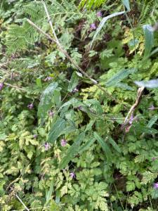 Click to view this image in a large viewer