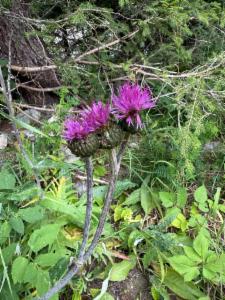 Click to view this image in a large viewer