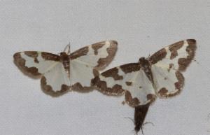 Click to view this image in a large viewer