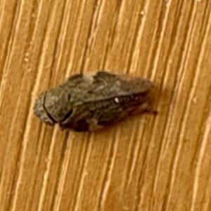 Click to view this image in a large viewer