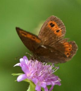 Click to view this image in a large viewer